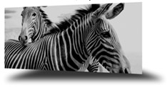 import image using uiloader flash 
